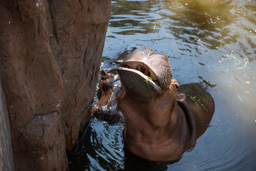 Hippopotamus eating grass in the water comfortably