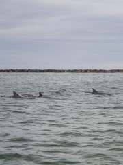 Fototapeta premium Wild dolphins swimming in Destin, Florida.