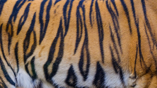 close up tiger skin texture background