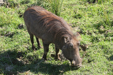 The common warthog in Zimbabwe