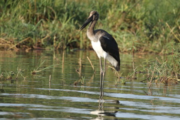 The marabou stork at Zambezi River