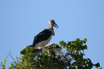 The marabou stork at Zambezi River
