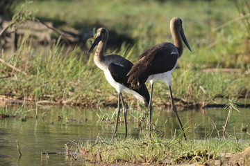 The marabou stork at Zambezi River