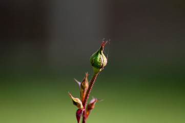 Spider web on the rose bud