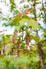Acer negundo or maple ash. Young leaves and immature seeds in spring