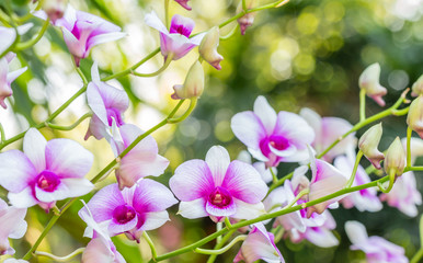 Beautiful white and purple orchids, Dendrobium.