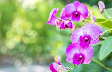 Fototapeta na wymiar Abstract nature background of purple orchids, Dendrobium.