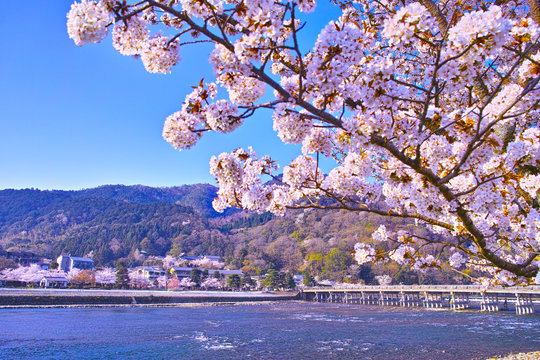 京都嵐山、春の桜咲く渡月橋
