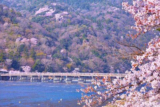 京都嵐山、春の桜咲く渡月橋
