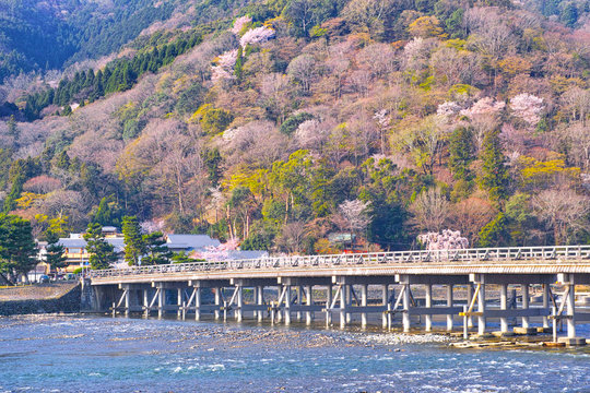 京都嵐山、春の桜咲く渡月橋
