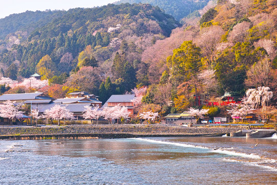 京都、春の桜咲く嵐山
