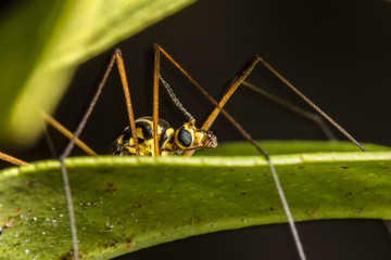 Crane Fly (Tipulidae)