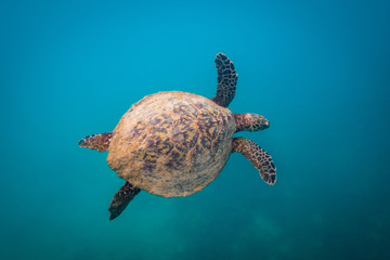 Green sea turtle swimming at Fitzroy Island