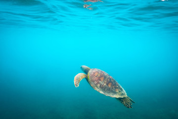 Obraz premium Green sea turtle swimming at Fitzroy Island