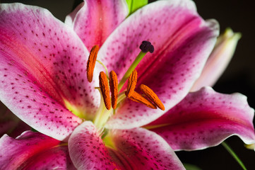 Close up of pollen on lily flower