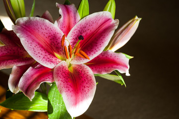 Fototapeta na wymiar Pink Stargazer Lily bloom