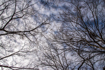 枯れ木と冬の空