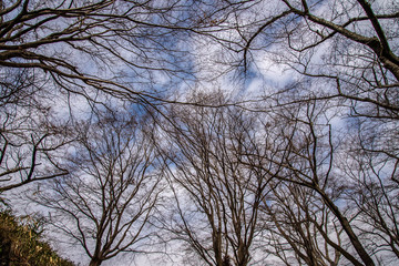 枯れ木と冬の空