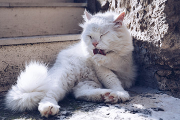 Cute cat washing itself on the street. Cat cleaning himself in the street, under the sun. He is against a nice old stone wall. Street cat being lazy. Cat sitting to clean himself on the wall.
