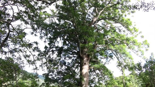 Kauri tree new zealand coromandel peninsula