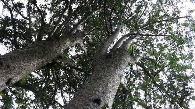 Kauri tree coromandel peninsula new zealand turn