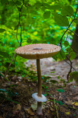 mushroom in forest