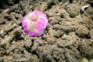 Pink sea urchin