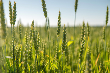 Wheat field and countryside scenery