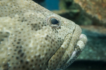 Dot face of giant grouper fish