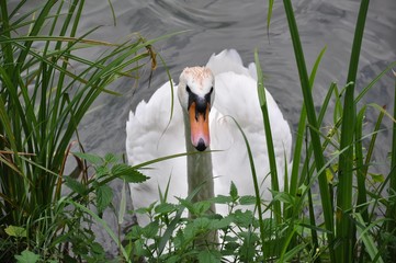swan, bird, white, animal, water, nature, horse, dog, lake, wildlife, grass, farm, meadow, cute, summer, green, beautiful, head, mammal, pond, young, pet, feathers, borzoi, goat