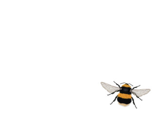 illustration of bumblebee on white background