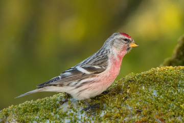 Redpoll, Acanthis flammea