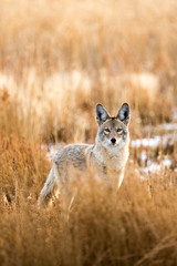 Wild coyote hunting in a grassy field in the winter © ecummings00