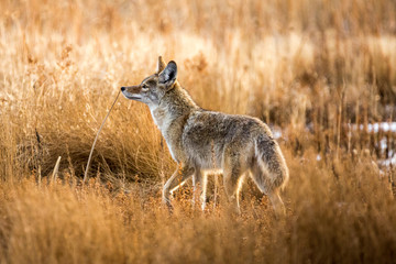 Wild coyote hunting in a grassy field in the winter