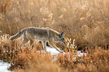 Wild coyote hunting in a grassy field in the winter