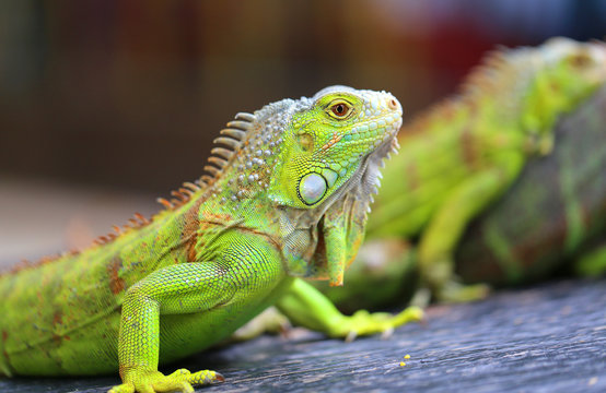 macro photo of a green big iguana