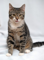 portrait of a striped with white cat on a white background