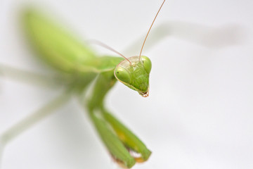 Mantis isolated on a white background. Green mantis on white background.