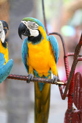 Macro photo of nature blue macaw parrots