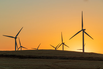 Wind turbines turning in the wind at sunset in a dry wheat field