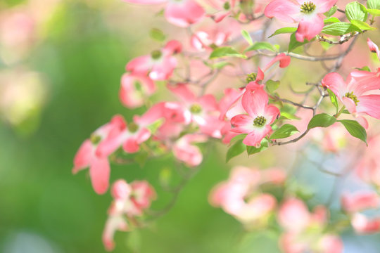 はなみずき」の写真素材 | 9,881件の無料イラスト画像 | Adobe Stock