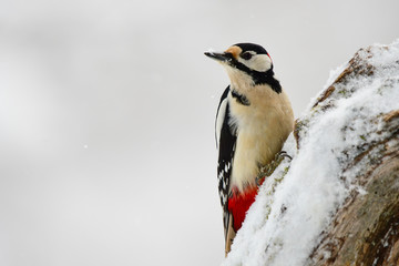 Great Spotted Woodpecker  on the tree, Dendrocopos major