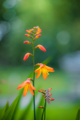 Vibrant orange Crocosmia flowers.