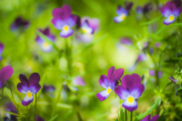 Purple violet flowers