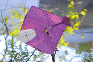 stucked kite in tree