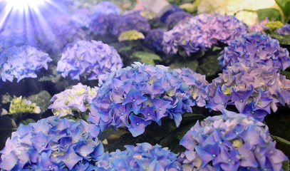 Hortensien   Hydrangea