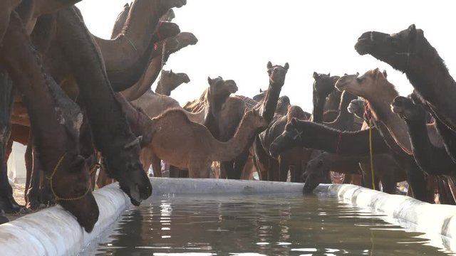 Camels drink water in desert Thar during the annual Pushkar Camel Fair near holy city Pushkar, Rajasthan, India. This fair is largest camel trading fair in the world. Close up