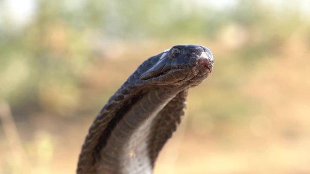 Indian cobra in Pushkar, India. Cobra snake close up portrait.