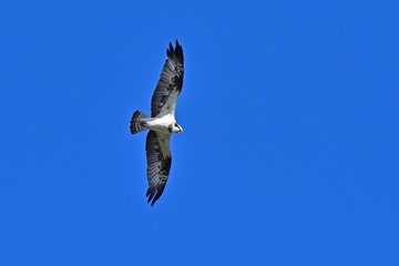 大空を悠然と飛ぶミサゴ
