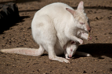 albino wallaby with a joey